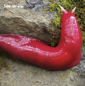 Hot pink slugs were just discovered and they’re awesome. | Seeker by The Verge