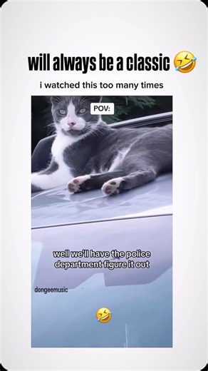 Steve Rother Horsemanship | The School of Horse on Instagram: "The last month of ‘winter’ posting on FB we have been doing some testing to see what clients are engaging with. Which means we provided a few controversial posts. I didn’t track the data completely….BUT I did notice that the biggest complainers and the most unreasonable individuals also tended to have a Facebook profile photo of a cat, and had about 53 friends on their account. This is not a bash on cat people (I have a few barn cats