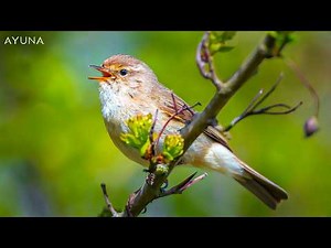 Naturgeräusche zum Einschlafen 🌙 Wald, Vögel & sanfte Nachtklänge Vogelgezwitscher