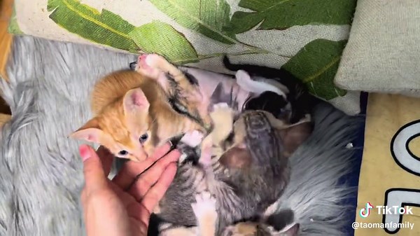 Loi Choi: Khám Phá Thế Giới Vui Nhộn Của Boss