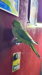 Indian green talking parrot 🥰 #shorts #birds #birdlovers #viral #wildlife #talkingparrot #reels | digital diaries