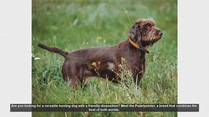 Meet the Pudelpointer: The Ultimate Versatile Hunting Dog and Family Companion