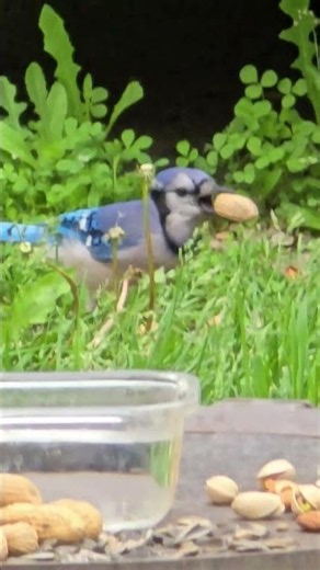 Blue jay highlights #short #bluejay #birdwatching