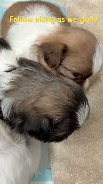 Shih Tzu Puppies Learning How to Play | Day 23