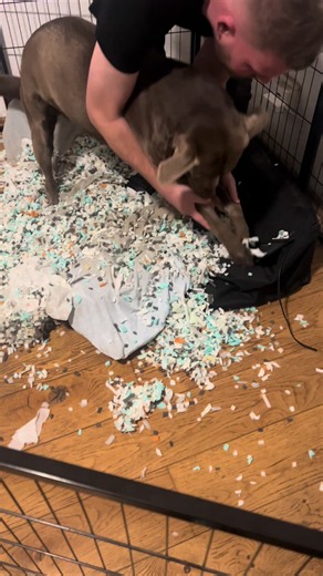 Lennox der Zerstörer Labrador funny dog moments