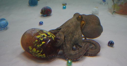 What happens when an octopus engages with art?