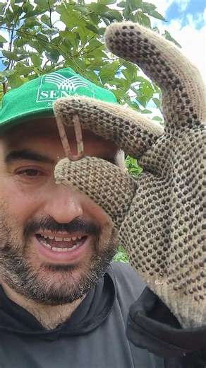 Is it called a "grampo" or "arrestia" there? Each region has a different name, what do you call i...