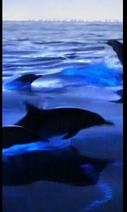 Dolphins off Newport Beach, California, were seen swimming through “magical” blue waves. Here’s what’s causing the “beautiful blue glow” – and why it could start happening more often. https://cbsn.ws/3sTOdur | CBS News