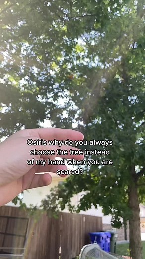 Bird_Tails on TikTok