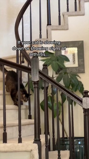 Two Crazy Cat Ladies on TikTok