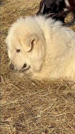 SECURITY ALERT:Missuing Equipment #theopinionatedbarnyard #smallranch #farmanimalct
