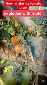 How i make my tomato plant exploded with fruits? | Punjab Greenleaf Garden