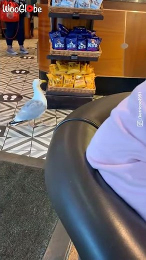 Seagull Stealing Crisps Caught on Camera || WooGlobe Funnies || WooGlobe