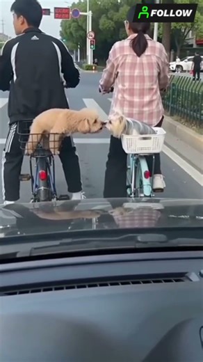 thú cưng 🦮🐕‍🦺 chó-dog