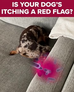 3.7M views · 6.2K reactions | Help your dog's itching with this probiotic chew! | PetLab Co. | Facebook