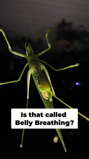 Giant Green Insect Close-Up #shorts