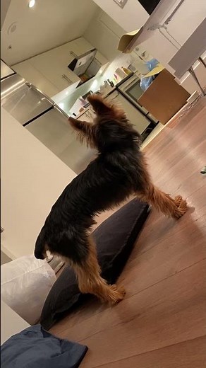 Watch This Adorable Yorkie Howl Along With Siren!