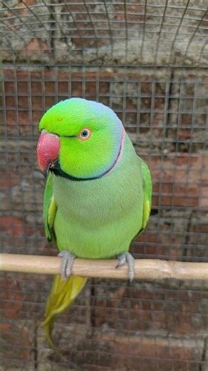 Mitthu Song Main Mitthu Karta Hindi Ringtone Main Mitthu Main Mitthu Main Tota Main Tota #parrot