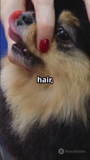 Why Thinning Shears Are Essential for Dog Grooming ✂️🐕