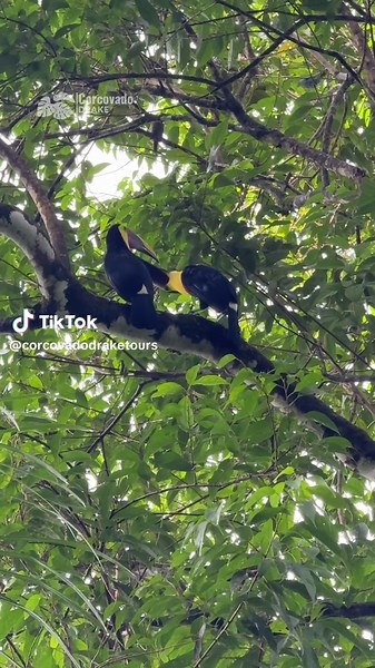 Momentos como este solo se viven en Drake… una pareja de tucanes disfrutando del paraíso. #corcovadodraketours #corcovadonationalpark #drakebay