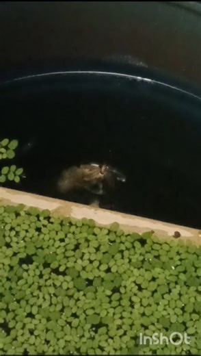 Feeding termite to baby oscar 🐠