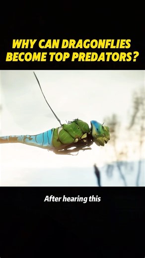 Why can dragonflies become top predators? #knowledge #science