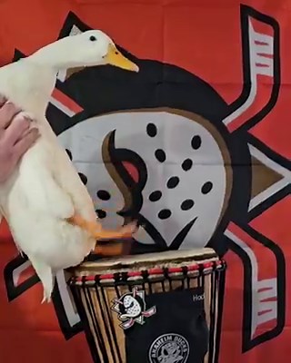 Okay very important questions: is this a single video admin keeps reusing or does Ben Afquack drum specially for every game? Who owns Ben Afquack? What does he do with his time when he’s not drumming? What’s his favorite food? Is it peas? I bet it’s peas.