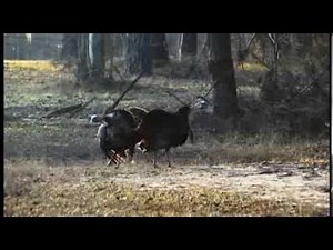 Promo Video - Pecker Wrecker Turkey Calls