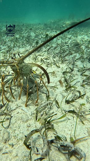 2.9K views · 1.6K reactions | Lobster #reels #fyp #gopro #langosta #lobster | Oshark Diver | Facebook