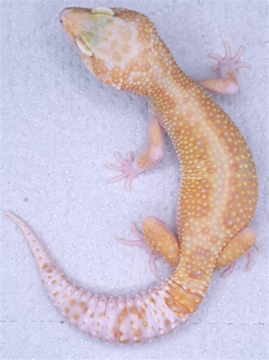 Discover the Unique Rainwater Albino Eclipse Gecko!