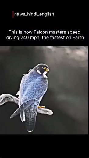 samachar | The falcon is a symbol of power, precision, and freedom. With sharp eyes that can spot prey from incredible distances, this majestic bird... | Instagram