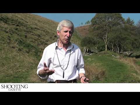 Gundog training - Basic heel work