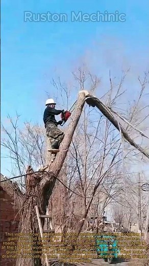 Pro Tree Removal: Cutting Down a Large Tree Section by Section