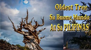 11K views · 687 reactions | Nakita nyo naba ito?OLDEST TREE sa Buong...