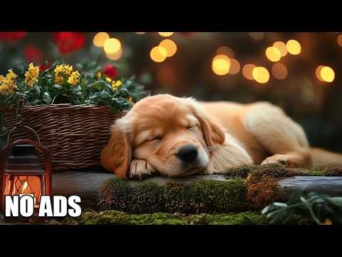 12 Hours Of Healing Dog Music🎵Relaxing Sleep Music for Dogs🐶Separation Anxiety Relief💖 Calming Piano