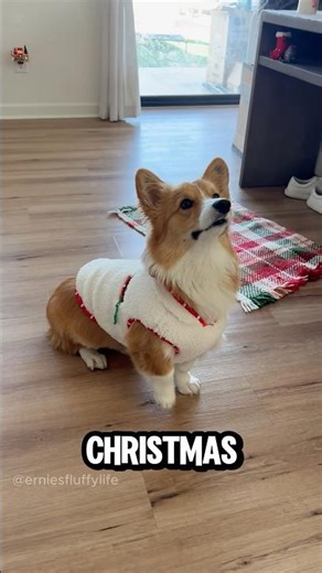 Corgi READY for Christmas 🎄 #corgi #christmas #funny #dogs