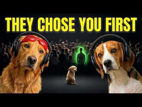 Your Dog Chooses YOU As Their Favorite Human – Here's Why!