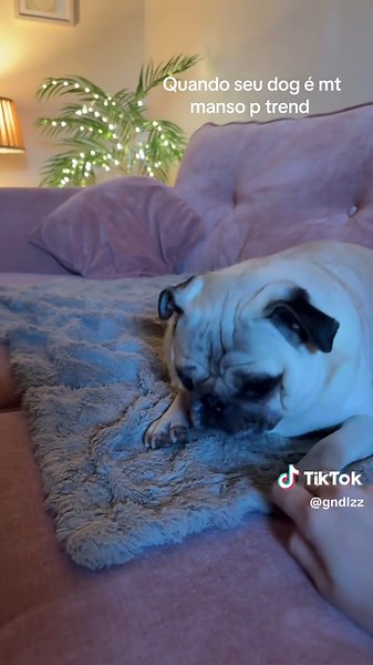 Understanding Your Gentle Pug's Behavior