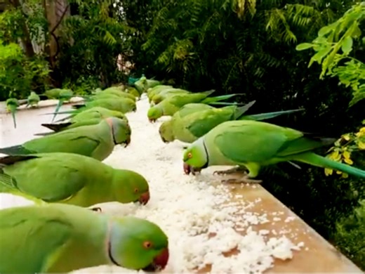 12K views · 408 reactions | Why Large Flocks of Parakeets Are Reshaping Cities and The Beautiful Tradition of Feeding India's Wild Parakeets | BIRD 24 | Facebook