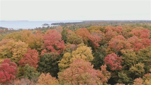 Expert explains the science behind vibrant autumn hues in Michigan's forests