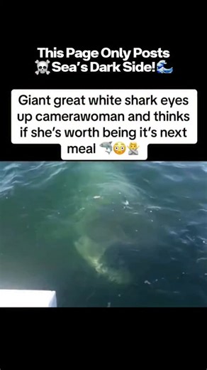 Sea of Spectres – Dark Ocean Mysteries on Instagram: "🦈 Face-to-Face with the Ocean’s Ultimate Predator! 🌊😱 When a giant great white shark locks eyes with a lone camerawoman, the ocean suddenly becomes a hunting ground. Every movement is measured, every second counts… this is nature’s raw power unleashed. 👁️ Predator Gaze: Eyes fixed, calculating if she’s the next meal 🌊 Ocean Tension: Waves and currents ripple under the predator’s control 🚤 Human Vulnerability: Small, exposed, and powerle