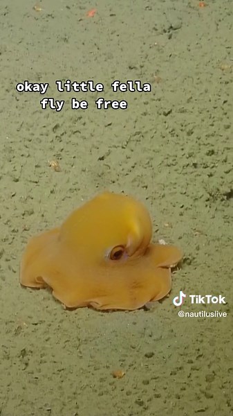 Dumbo Octopus: Marine Biology Exploration in California