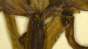 What's under the microscope? 🔬🌺 🔎 Hint: It is native to Colorado, related to a certain Showcase we have on view and it was possibly 😉 featured in one of our previous posts! It has no leaves and no photosynthetic green tissues. We'll give you a ⭐ gold star ⭐ if you guess correctly in the comments (bonus emoji for the scientific name)! | Denver Botanic Gardens