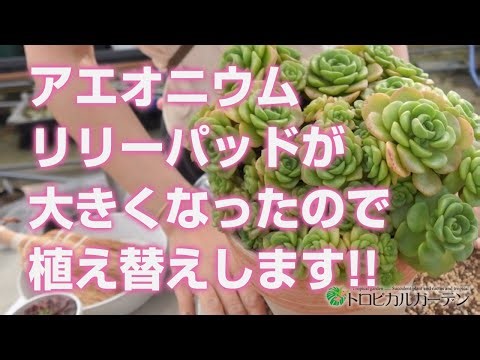2024.05.15【多肉植物】アエオニウムリリーパッドが大きくなったので植え替えします!!【succulent】トロピカルガーデン