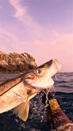 Spearchannel | Spearfishing on Instagram: "Snook can only been caught with hook and line (no spearing) in Florida. However, in other parts of the world, snook AKA “Robalo” can be harvested by spearfishing like in this clip from @pescaconceballos. Here’s a nice 6 kg (~13 lb) Robalo speared in the midst of a big school! 🐟🎯🤿💪🏼"