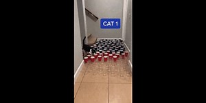 Il existe différents types de chats