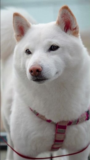 Japan’s Most Unique Dog Breeds