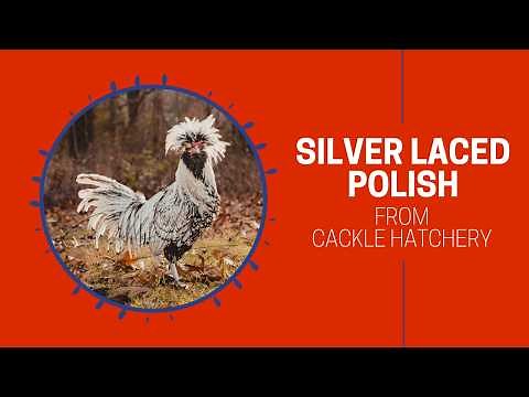 Silver Laced Polish Chicken Breed (Breeder Flock) | Cackle Hatchery