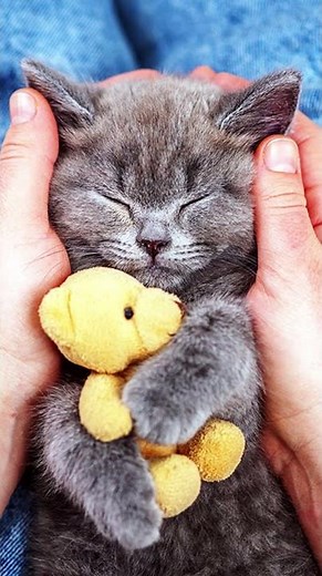 How Cats Communicate With Humans?