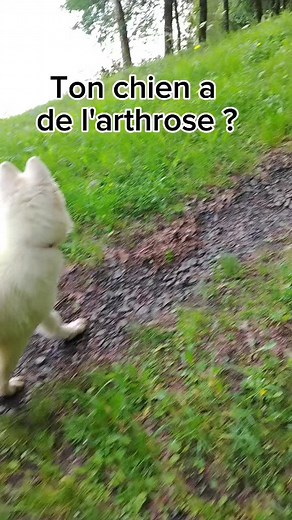 Si ton chien a de l'arthrose, tu peux vraiment l'aider avec ces trois points pour choisir tes croquettes et friandises : - les croquettes avec de l'huile de poisson (saumon, sardine, anchois....) et donc des omega 3 EPA/DHA, c'est un des meilleurs alliés pour un effet anti inflammatoire et une réduction des douleurs et raideurs - le contrôle des calories et du poids : il faut un bon maintient des protéines mais pas de surpoids, ça aggrave l'arthrose - des friandises les plus naturelles possibles